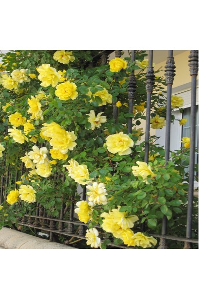 Rose Golden Showers відгуки